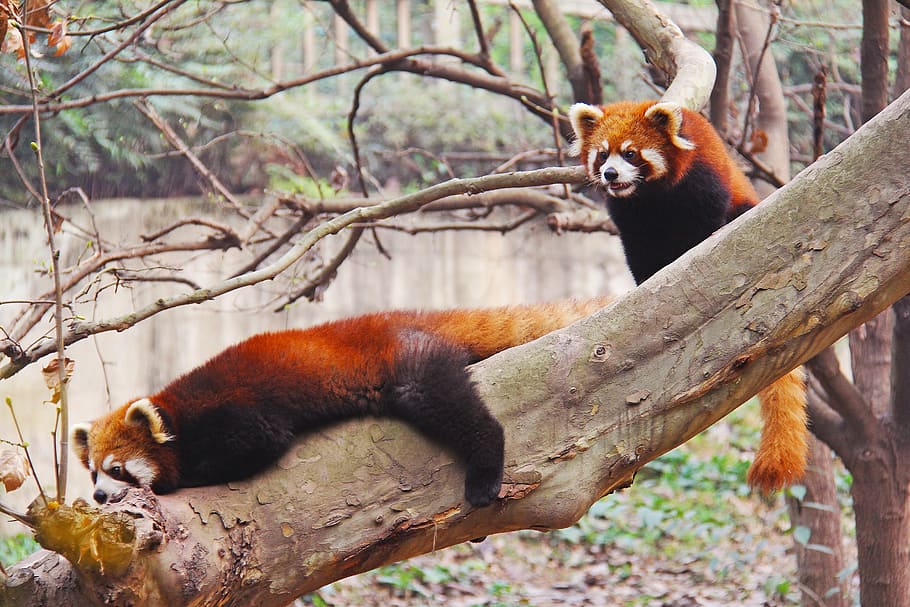 two, red, pandas, tree branch, body, water, loveable, red pandas, sichuan, black and white
