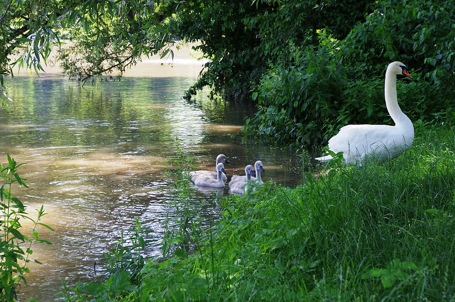 swan, swan chicks, swan family, swans, water, bird, nature, animal world, white, water bird