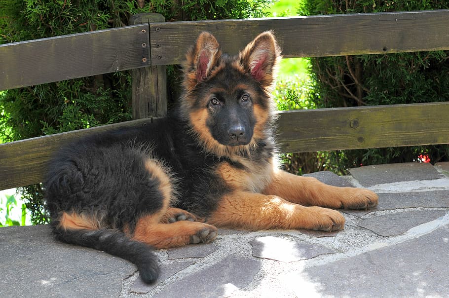 black, tan, king shepherd puppy, brown, wooden, fence, schäfer dog, long haired, old german, puppy