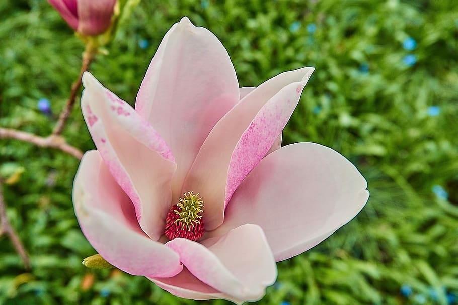 tulip magnolia, magnolia × soulangeana, magnolia, magnolia blossom, tutup, mekar, warna merah muda, putih, magnoliengewaechs, yulan magnolia