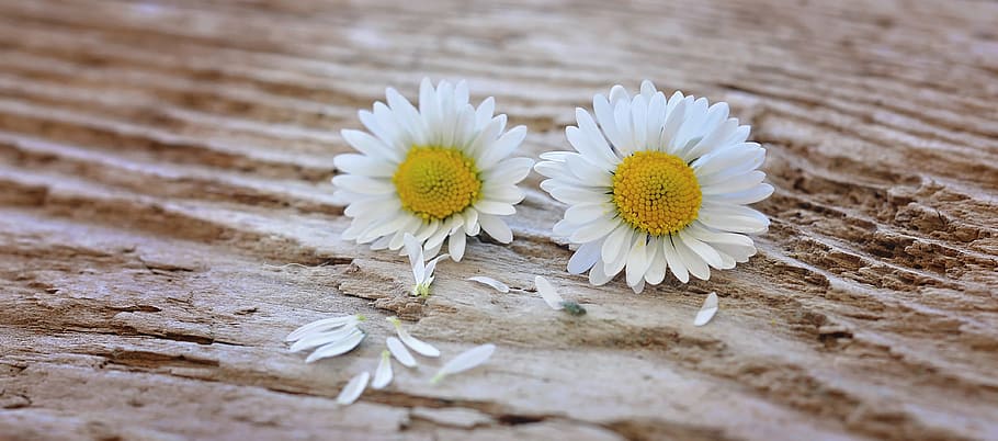 two, white, daisies, sand, flowers, daisy, white-yellow, wood, close, pointed flower