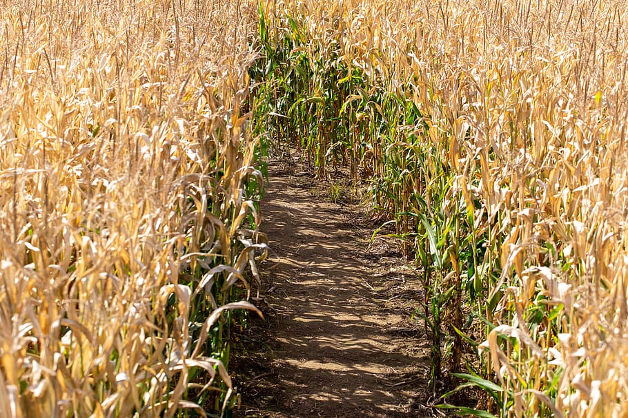 corn, field, nature, path, plant, maize, agriculture, dry, farm, farming |  Pxfuel