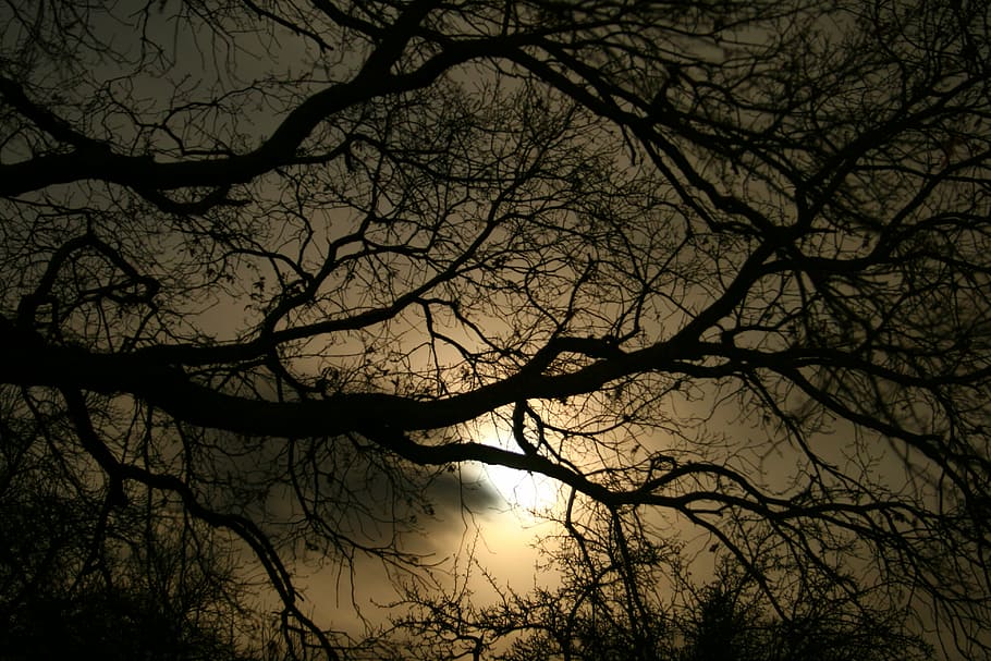 silhouette, tree, night time, darkness, evening, dark, gloomy, night, sunset, abendstimmung