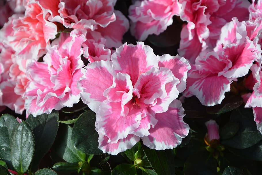 flowers, azalea, pink white, green leaves, pot, jardiniere, flowering plant, offer events, flower, plant