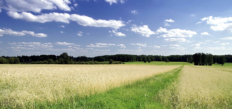 way, field, the path, fields, corn, wheat, harvest, forest, landscape, village