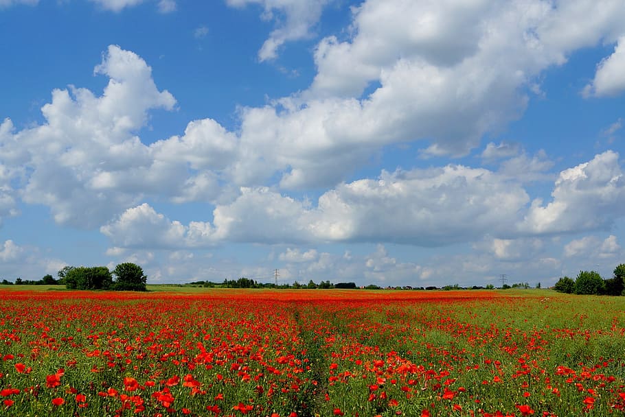 meadow, landscape, field, nature, red, blooming poppies, field of poppies, summer, blue sky, cloud