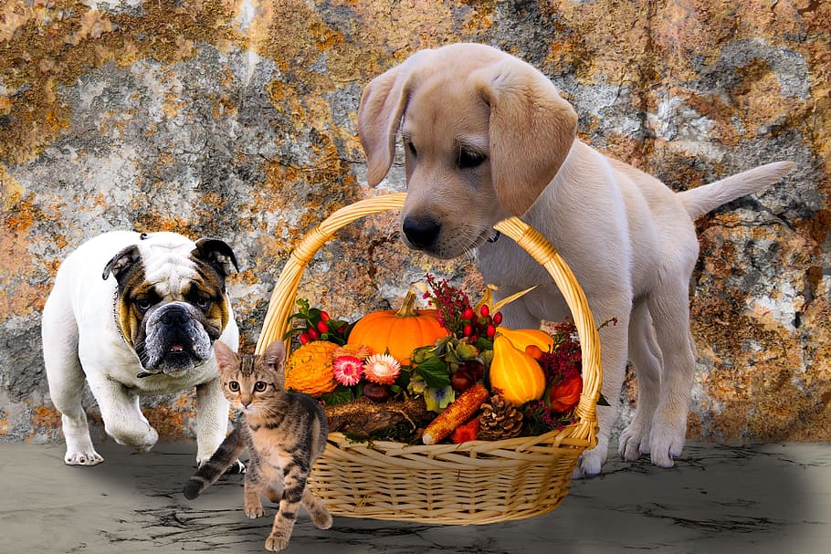 Inglés, bulldog, de pie, amarillo, cachorro labrador retriever, llevando, cesta, verduras, atigrado, gatito