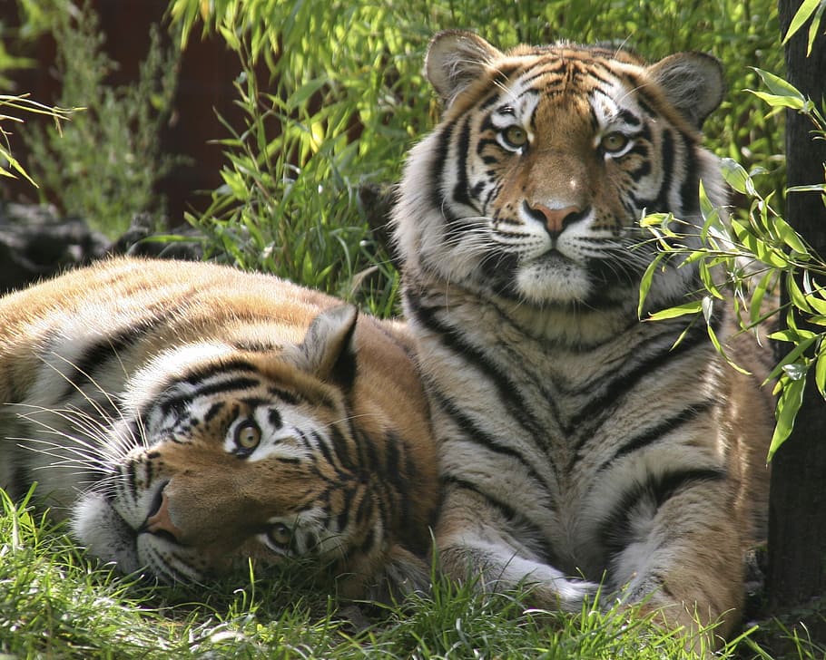 two, reclining, grass, Tigers, Carnivore, Nature, Siberian, wildlife, tiger, animals in the wild