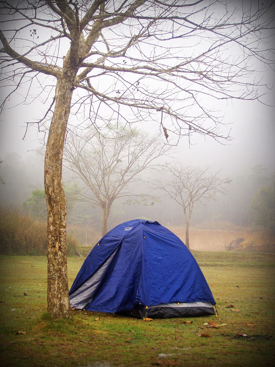Camp, Tent, Tree, Forrest, Outdoor, activity, holiday, wood, mountain, adventure