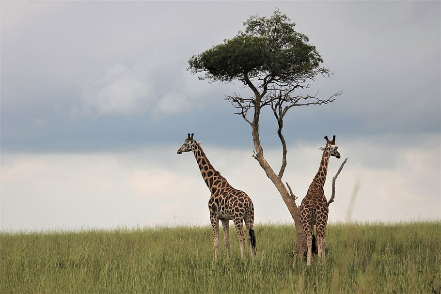 giraffes, tree, lookout, watching, uganda, africa, safari, wildlife, animal, green
