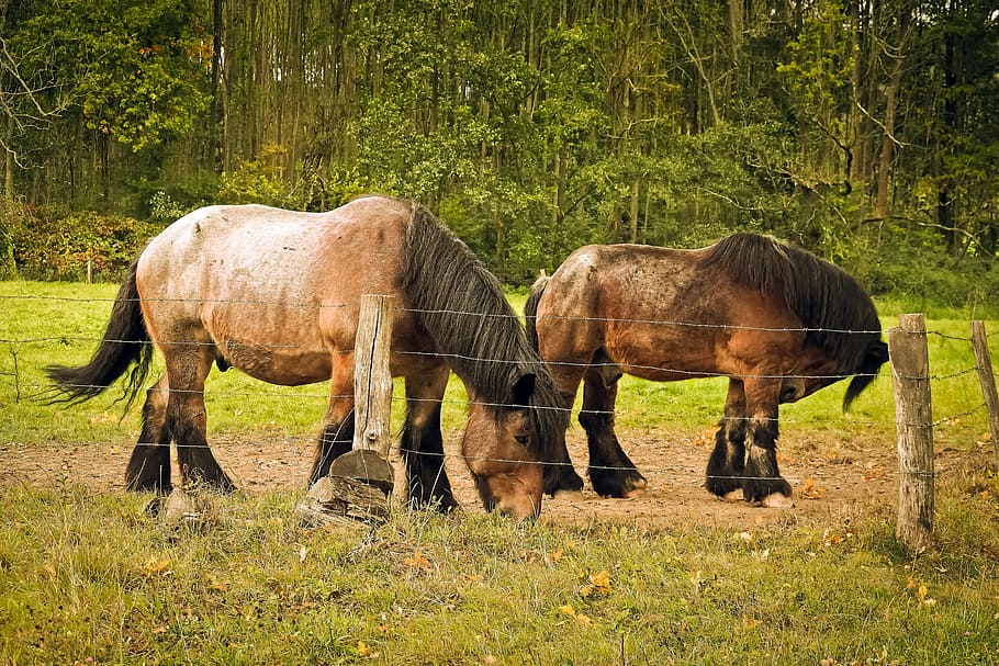 Draught Horses, Livestock, horses, kuda kuda, brauereigaul, kaltblut, brewery horse, kuat, berdiri, kuda jantan