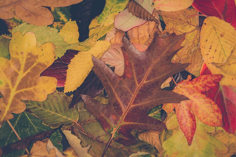 isi, bingkai fotografi, daun, lembar, musim gugur, daun musim gugur, warna musim gugur, alam, gandum, belanda