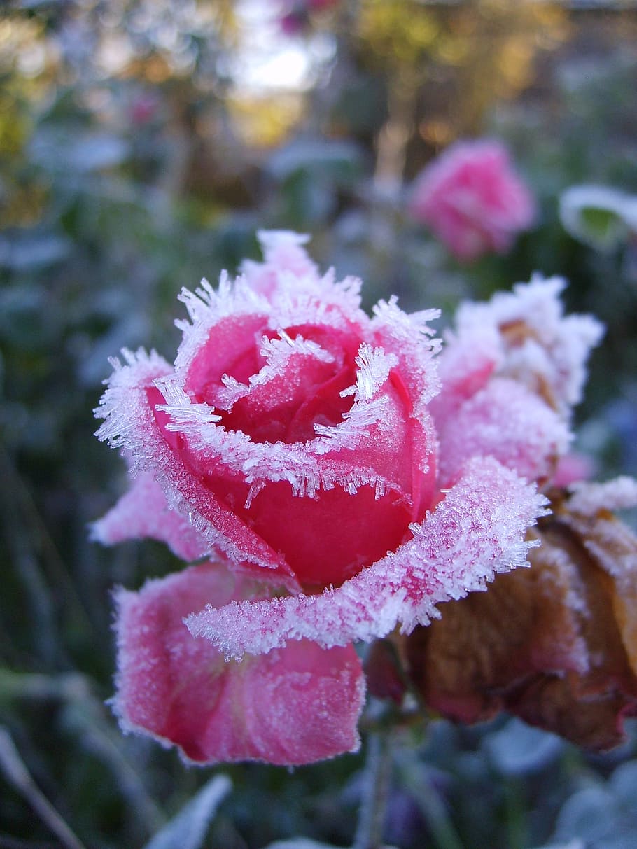 closeup, white, red, petaled flower, flower, roses, leann, pink, winter, cold