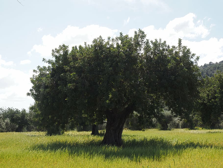 olivo, plantación de olivos, plantación, árbol, jardín de olivos, olivar, agricultura, cultivo de olivos, naturaleza, hierba