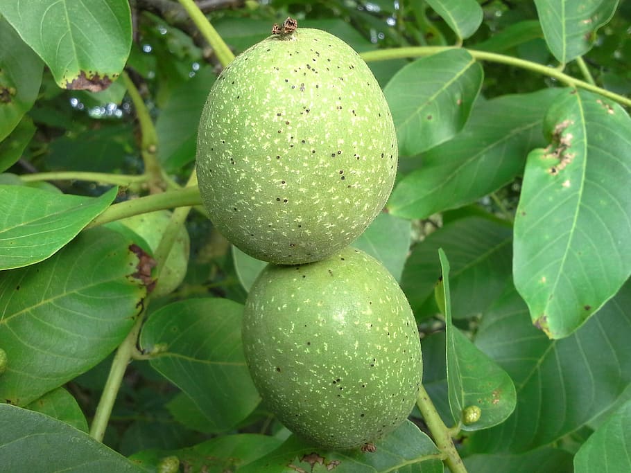 walnut, nut, tree, fruit, fruits, juglans regia, walnut tree, immature, growth, infructescence
