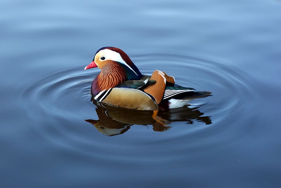 mandarin duck onw ater, mandarin duck, duck, mandarin, water, colorful, animal themes, animal wildlife, bird, animal