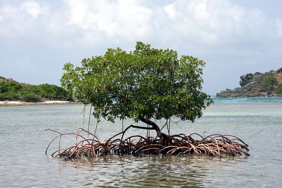 mangrove, caribbean, tree, water, tortola, jost van dyke, plant, sky, sea, beauty in nature