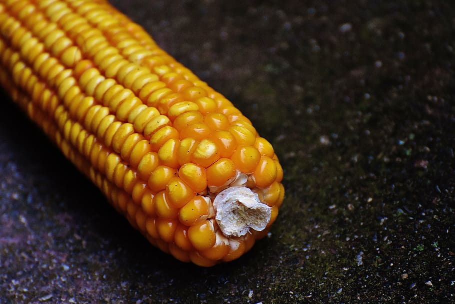 corn, corn on the cob, corn kernels, vegetables, food, nature, vegetable mais, close-up, yellow, focus on foreground