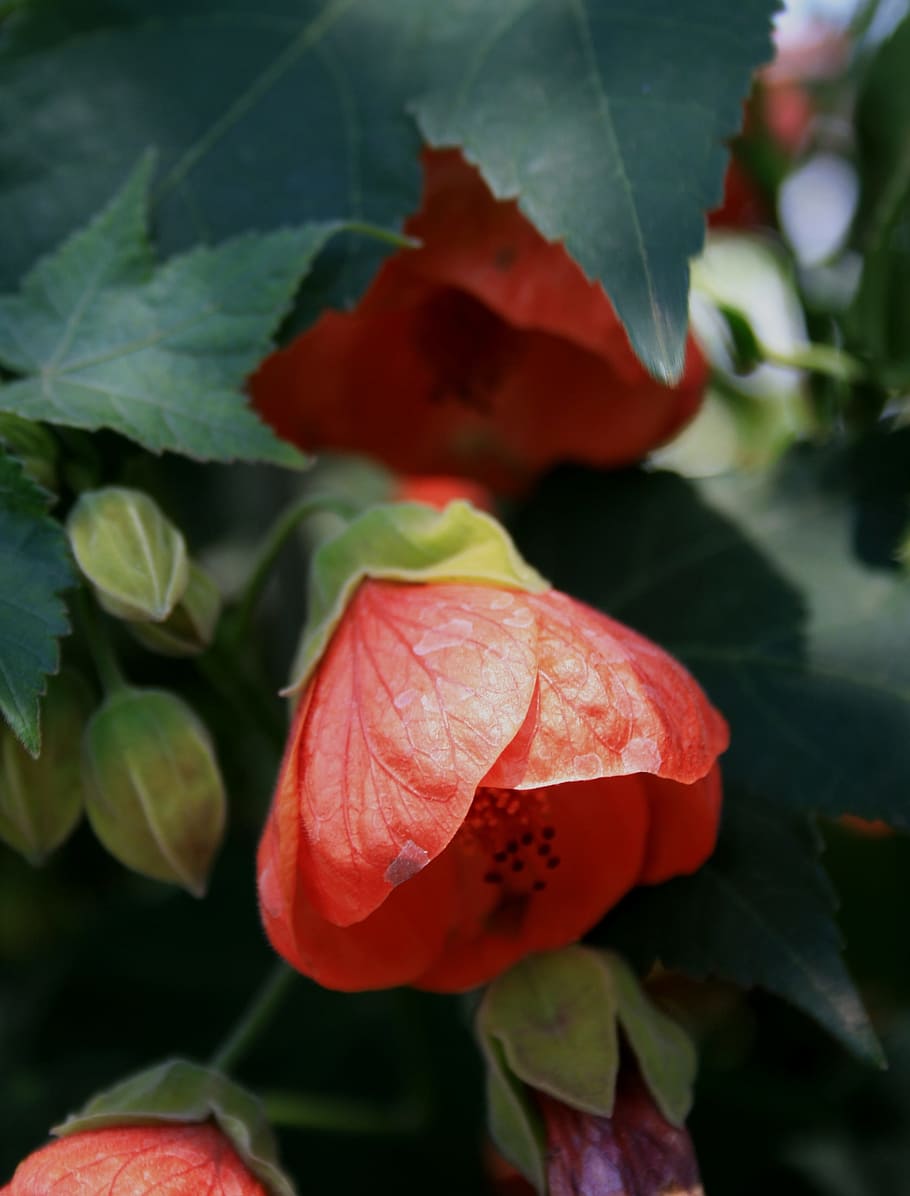 flower, hibiscus, red, bell shaped, buds, light green, delicate, precious, foliage, greentropical
