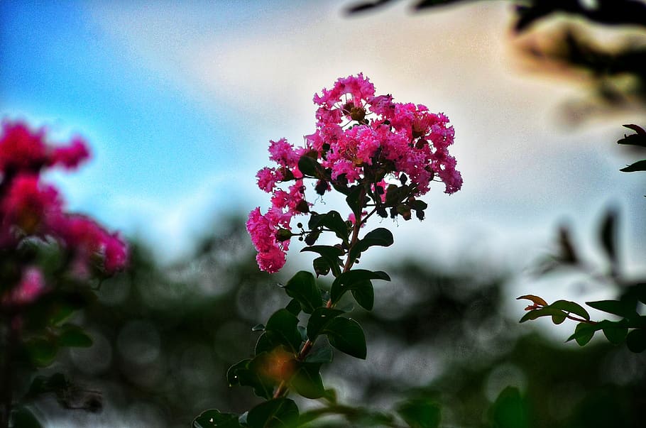 crape myrtle, flower, plant, morning, beautiful, natural, landscape, flowering plant, beauty in nature, growth