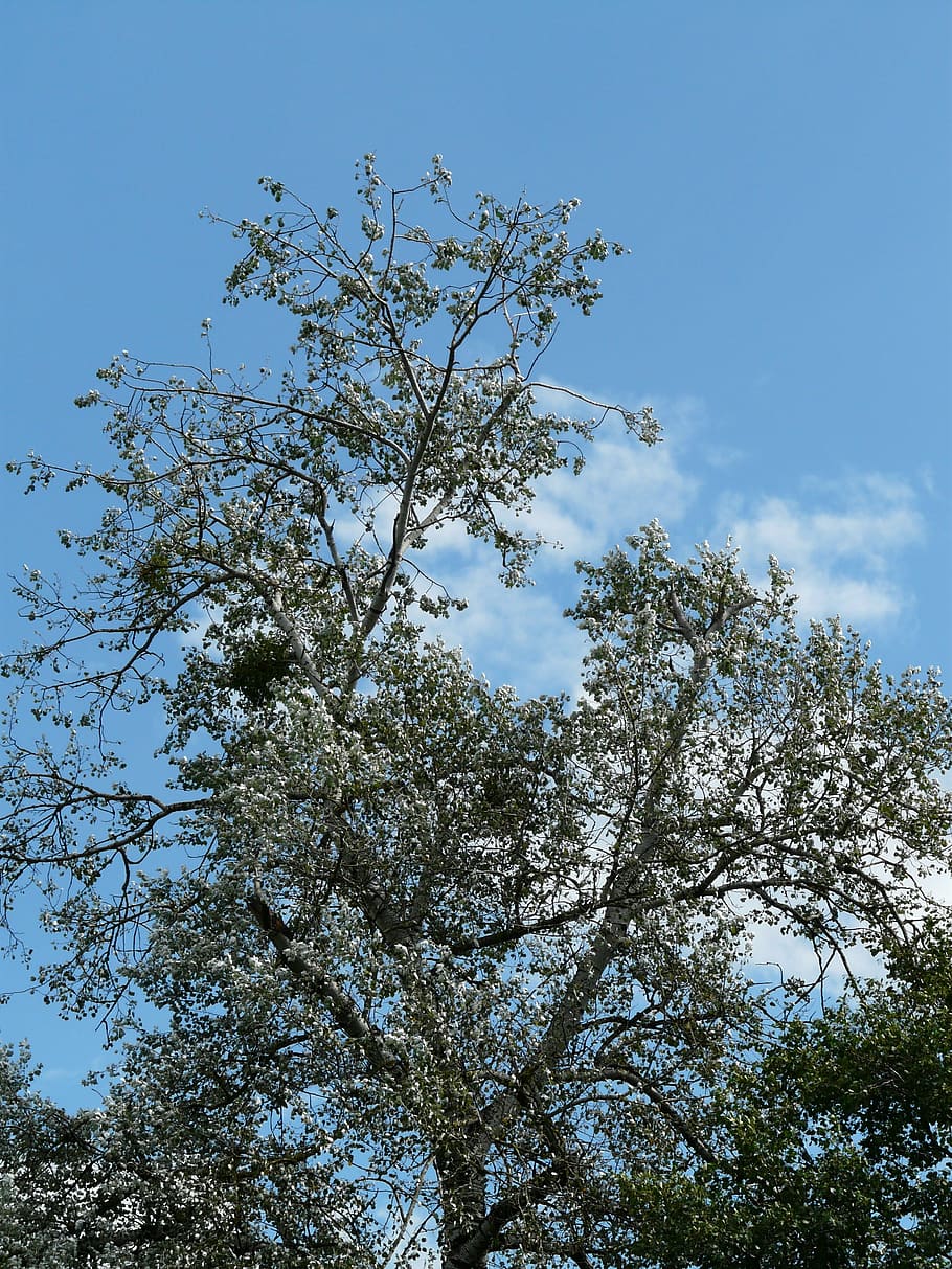 populus alba, tree, poplar, white poplar, grazing greenhouse, salicaceae, nature, blue, sky, branch