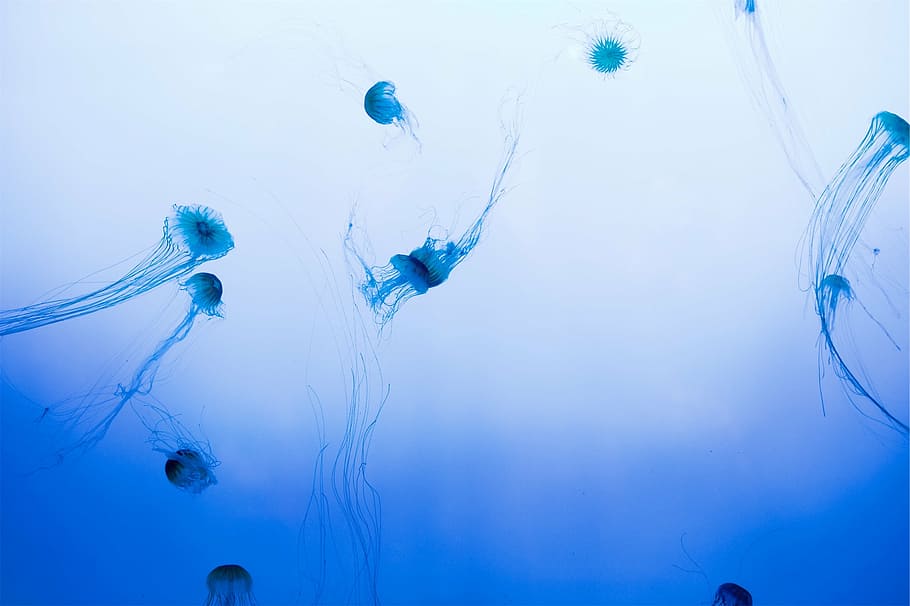 macro photography, jellyfish, underwater, photography, jelly, fish, sea, water, tentacles, blue