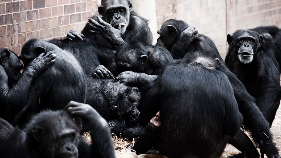 negro, monos, pared, animal, simios, socialización, socializar, mono, chimpancés, comer