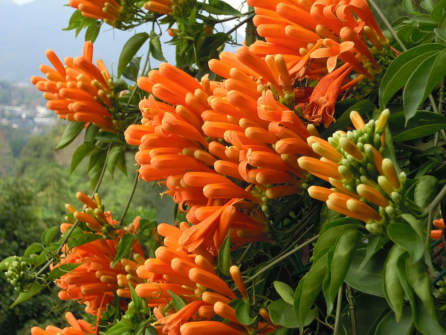Firecracker Flower, Mar, Flores, mar de flores, coral dourado, cor de laranja, flor, ninguém, frescura, planta