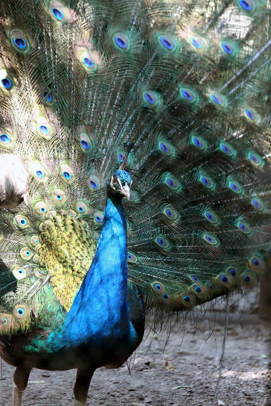 Peacock'S Tail, Bluebird, peacock, beauty, bird, zoo, male, animal wildlife, animal themes, animals in the wild