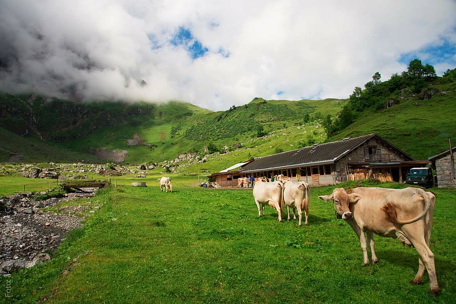 vacas, suíça, cantão da glarus, glarus, alp, oberblegisee, glarus alpes, verão, montanha, pastagem alpina