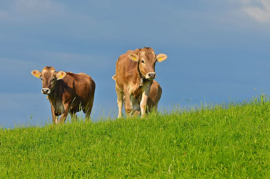vaca, prado, allgäu, pasto, alm, verde, naturaleza, talón, agricultura, alemania