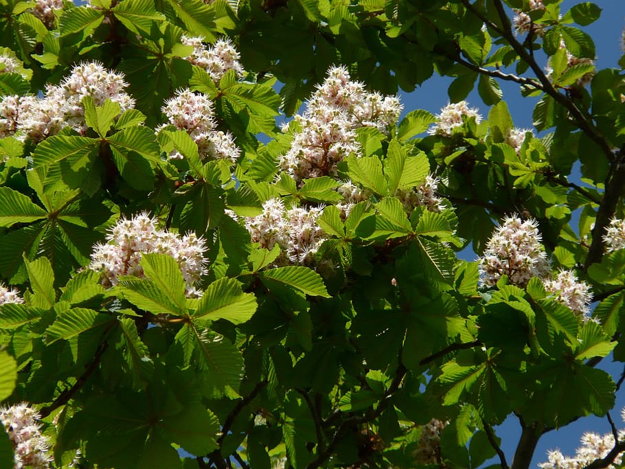 rosskastanie biasa, kastanye, bunga-bunga, hal berkembang, pohon, Daun-daun, putih, berkembang, kepenuhan bunga, aesculus hippocastanum