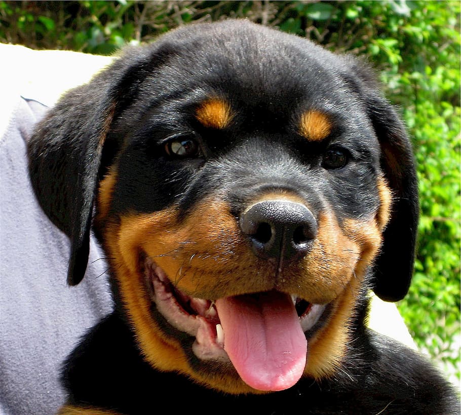 black, tan, rottweiler puppy close-up photo, rottweiler, puppy, dog, canine, cute, german, fur