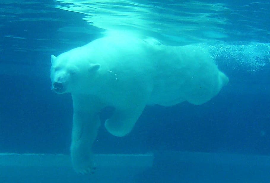 写真, 極, クマ, ダイビング, ​​水, 下, 白, 北極, 哺乳類, 自然