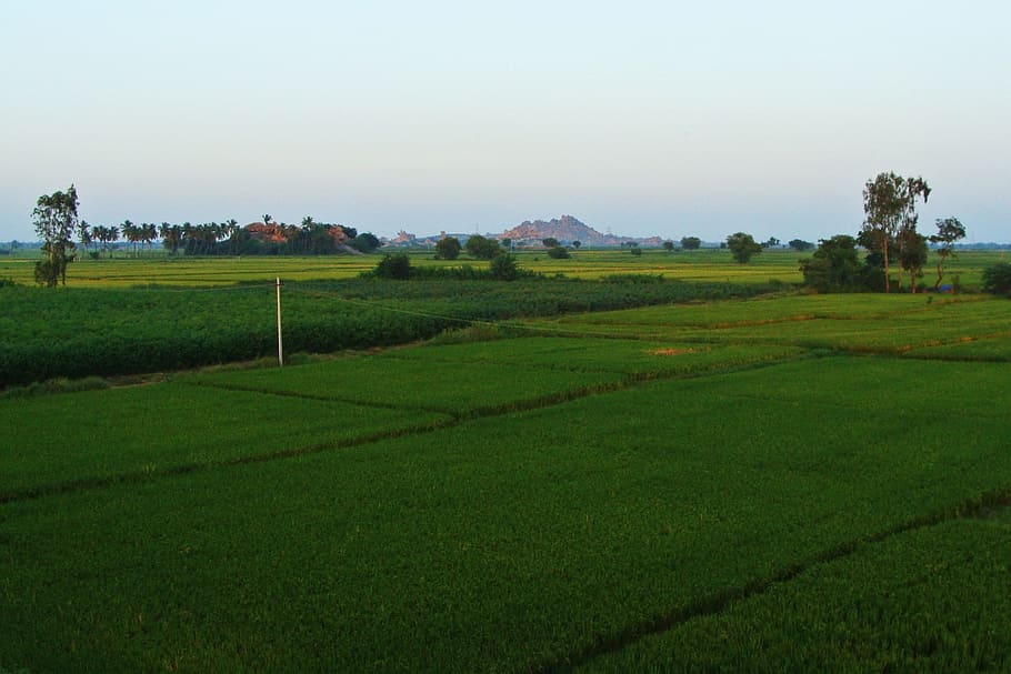Tungabhadra, Plains, Raichur, Rice Fields, tungabhadra plains, gangavati, karnataka, india, paddy, rice paddy