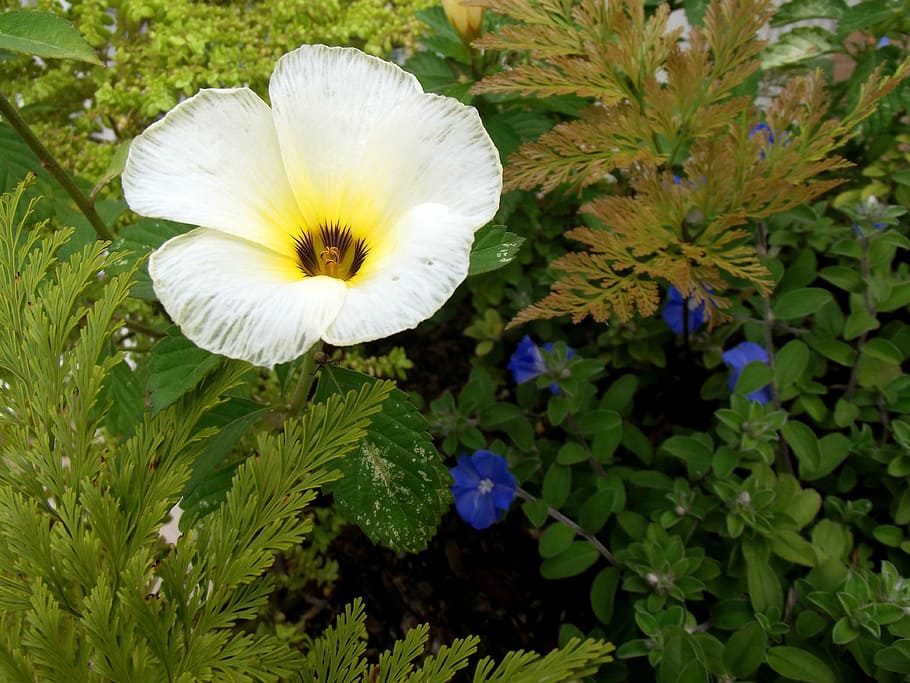 flowers, white alder, turnera subulata, garden, nature, green, white petals, humid tropics, white buttercup, turnera dark eyes