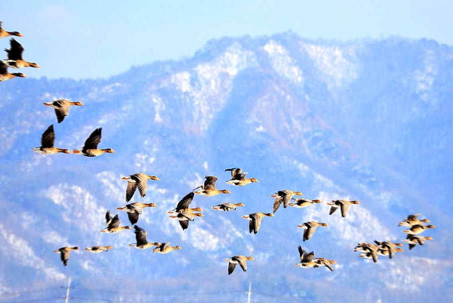 migratory birds, birds, emergency, snow, mountains, winter, sky, nature, animal, animal themes