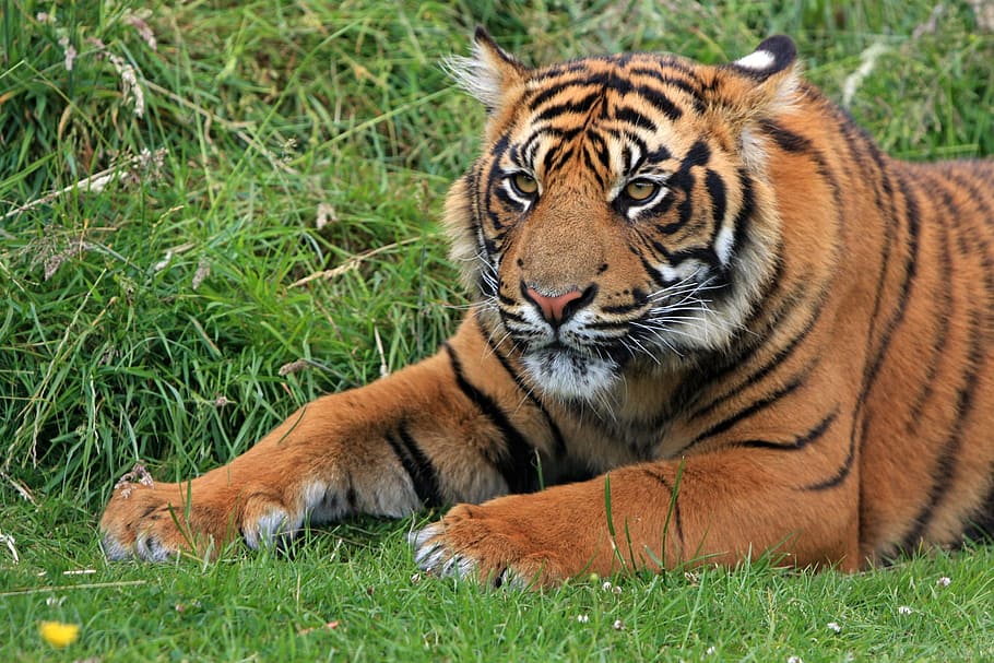 shallow, focus photography, orange, black, tiger, sumatran, sumatran tiger, tiger cub, cub, young