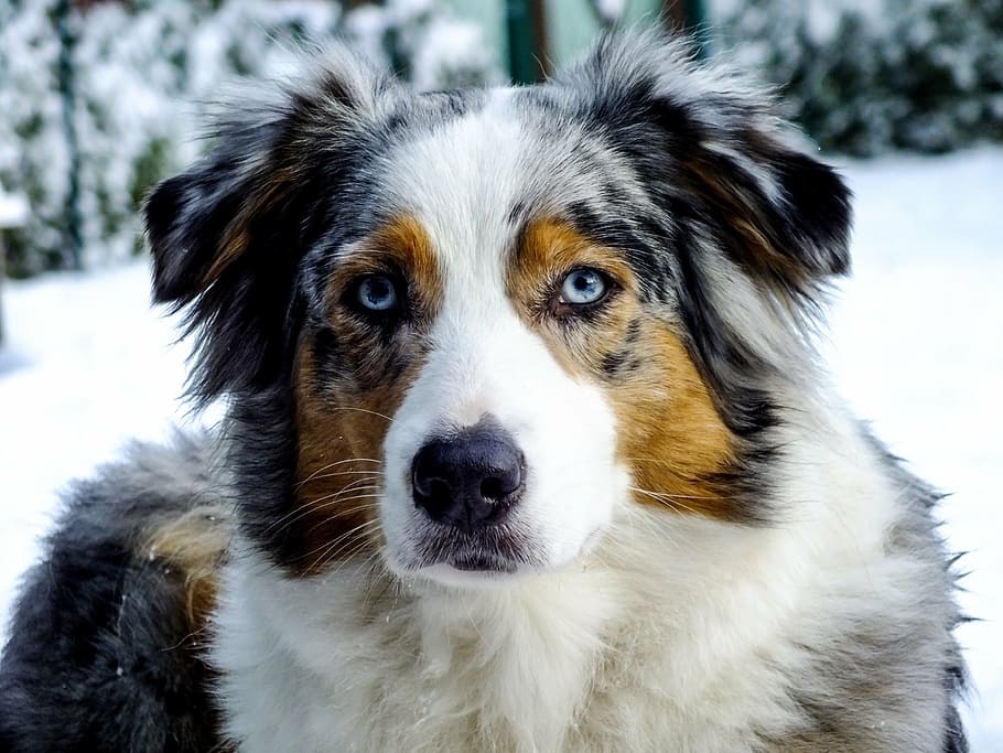 adulto, blanco, tostado, negro, perro pastor australiano, perro, pastor australiano, merle azul, retrato de animal, mascota