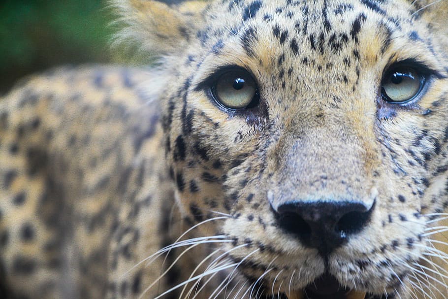 foto de primer plano, jaguar, cara, pantera, animal, salvaje, primer plano, retrato, naturaleza, vida silvestre