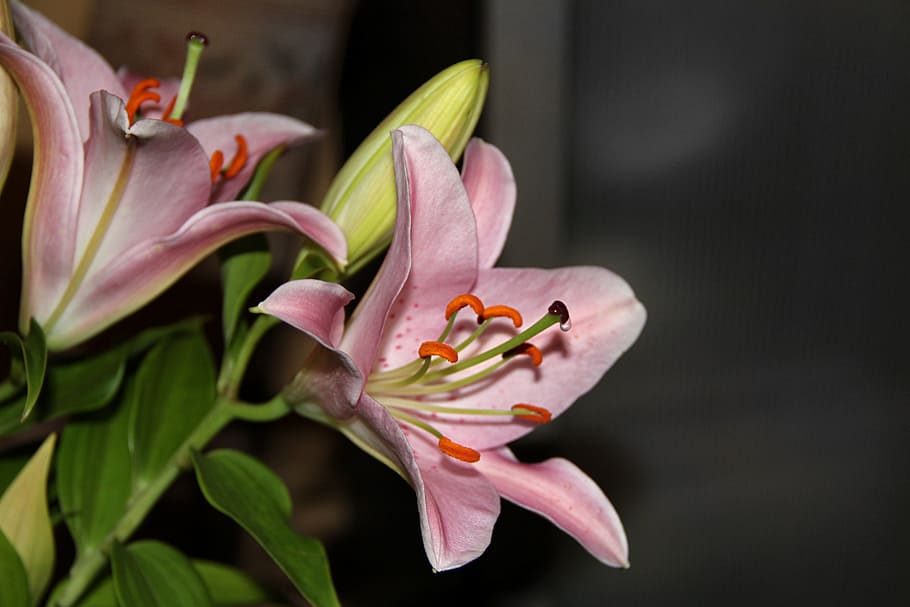blooming, pink, stargazer lily, lily, daylily, blossom, bloom, pistil, blossomed, flowers