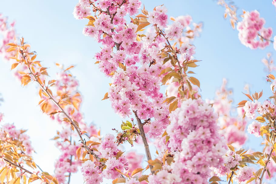 桜, 木, 花, 春, 青, カラフル, 素敵な自然, ピンク, ロマンチック, 空