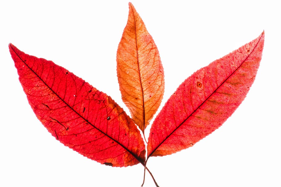 autumn, leaves, red, yellow, color, backlighting, orange, light, leaf, plant part