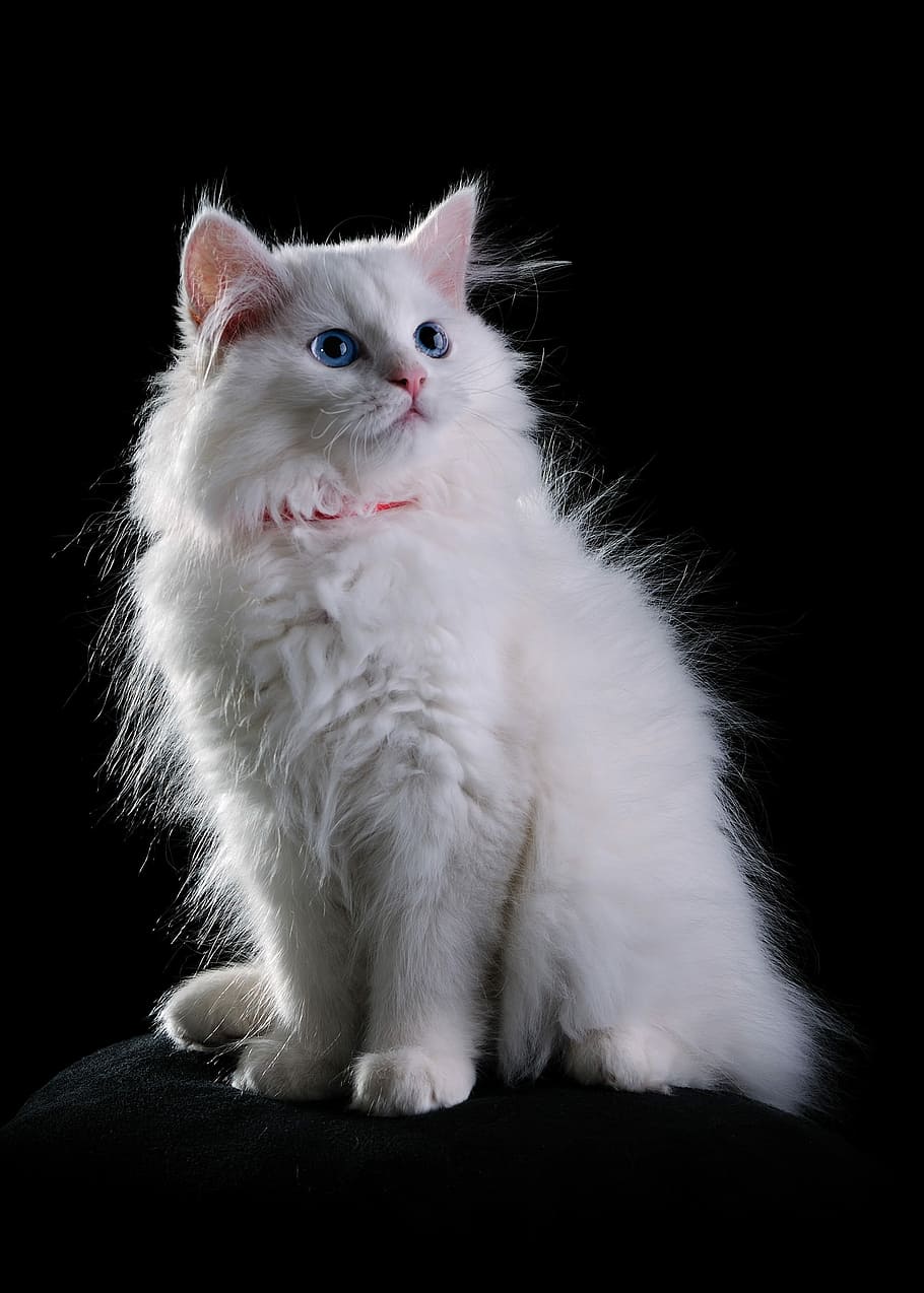 kucing putih duduk, putih, kucing, hewan, hewan peliharaan, biru, mata, binatang menyusui, tema hewan, domestik
