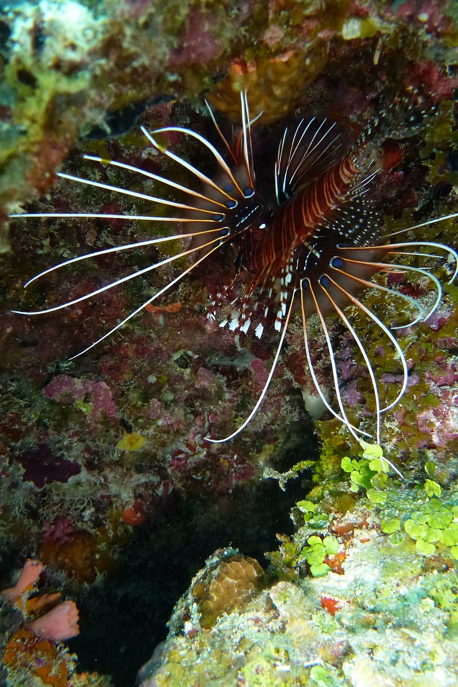 lionfish, pacific rotfeuerfisch, beautiful, exceptional, colorful, animals in the wild, animal themes, animal wildlife, undersea, animal