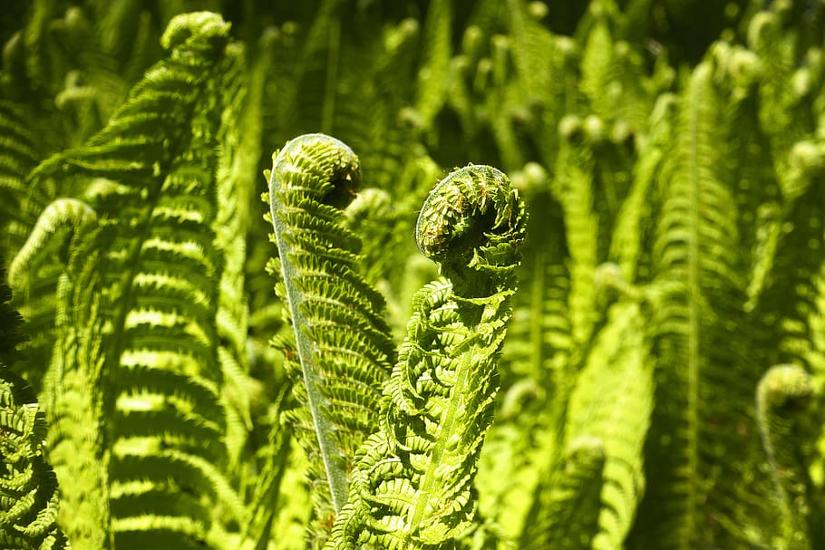 fern, fiddlehead, green, plant, vessel, spores plant, spring, flora, nature, green color