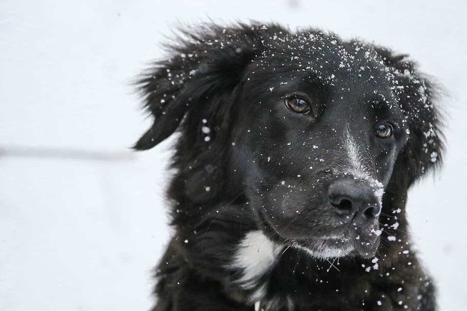 photography, black, white, border collie, snowflakes, labrador retriever, portrait, winter, snow, doggy