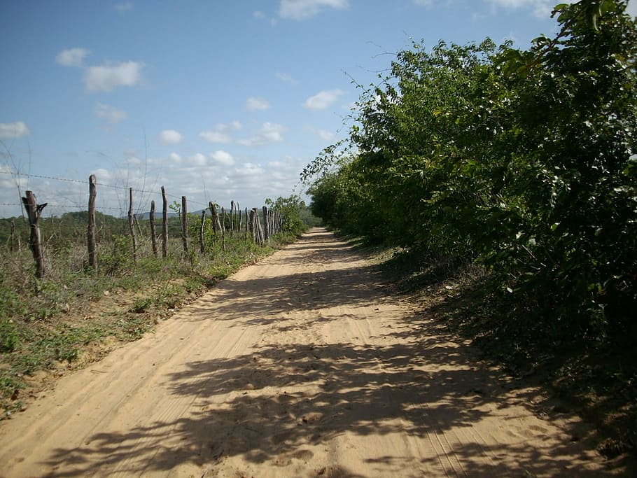 Caminho, estrada de terra, sertão, sobre, brasil, o caminho a seguir, agricultura, cena rural, estrada, natureza