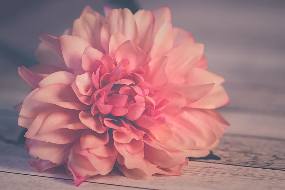 shallow, focus photography, pink, dahlia flower, flower, rose, nature, nice, flowers, colorful