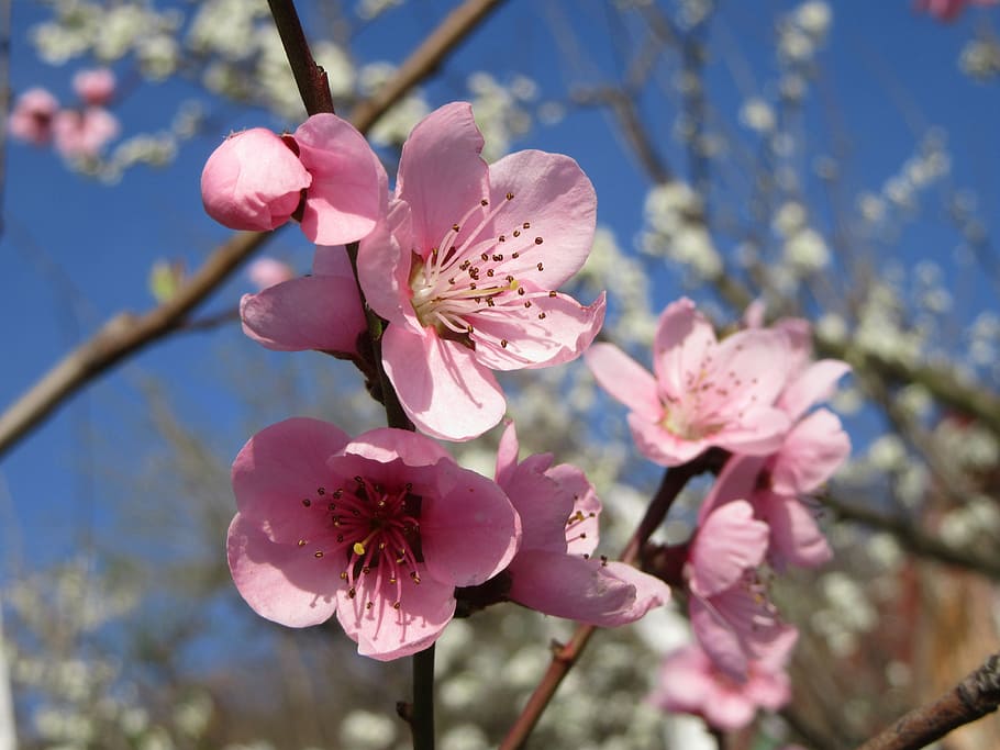 春 花 木 枝 ピンク 木の枝 ブルーム 空 桜 クローズアップ Pxfuel